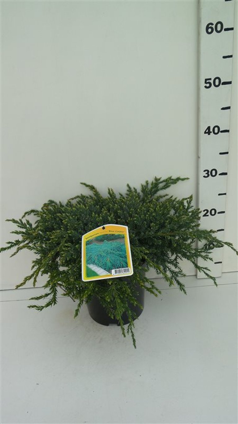 Juniperus squamata 'Blue Carpet' - C3 30-40 CM
